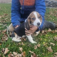 Green, a male Beagle for sale in Groton, NY – Photo 1 of 4