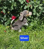 Silver, a male Beagle for sale in Groton, NY – 8 of 10