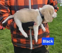 Black, a male Beagle for sale in Groton, NY – 2 of 10
