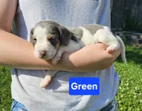 Green, a male Beagle for sale in Groton, NY – 3 of 5