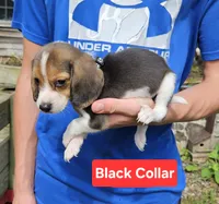 Black Collar, a male Beagle for sale in Groton, NY – 2 of 6