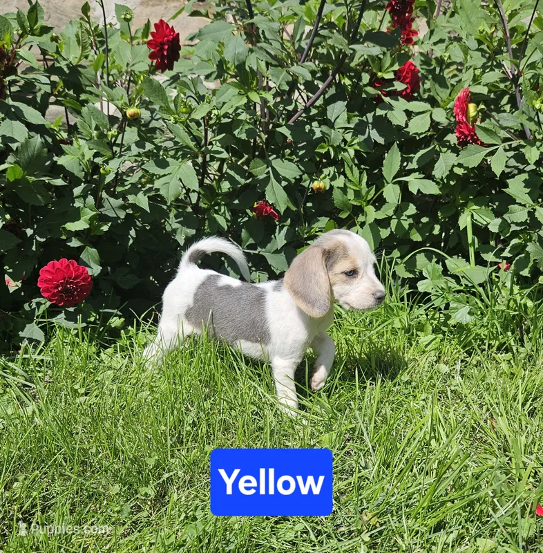 Yellow – Beagle puppy for sale in Groton, NY