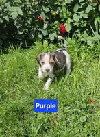 Purple, a female Beagle for sale in Groton, NY – 4 of 8