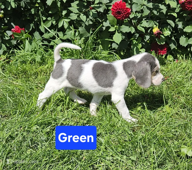 Green – Beagle puppy for sale in Groton, NY