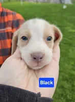 Black, a male Beagle for sale in Groton, NY – 3 of 10