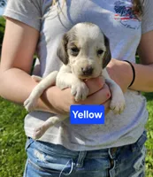 Yellow, a female Beagle for sale in Groton, NY – 2 of 5