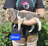 Silver, a male Beagle for sale in Groton, NY – 10 of 10