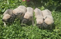 Yellow, a female Pug for sale in Groton, NY – 3 of 4