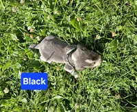 Black, a male Beagle for sale in Groton, NY – 4 of 5