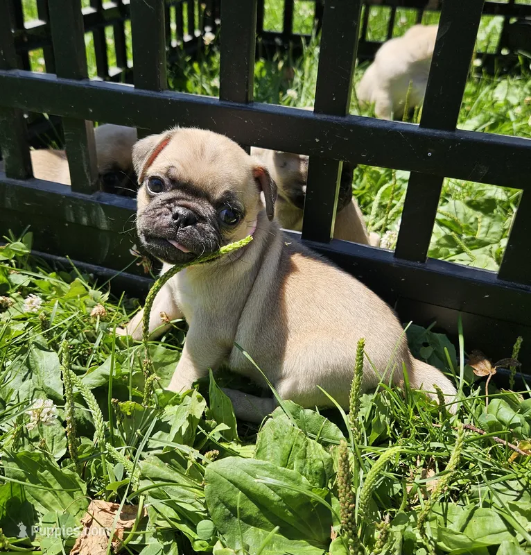 Pink – Pug puppy for sale in Groton, NY