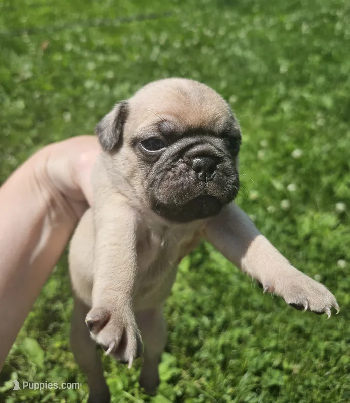 Yellow – Pug puppy for sale in Groton, NY