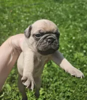 Yellow, a female Pug for sale in Groton, NY – 1 of 4