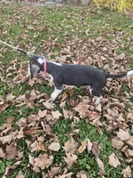 Red, a male Beagle for sale in Groton, NY – Photo 3 of 3