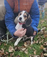 Red, a male Beagle for sale in Groton, NY – Photo 1 of 3