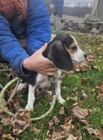 Red, a male Beagle for sale in Groton, NY – Photo 2 of 3