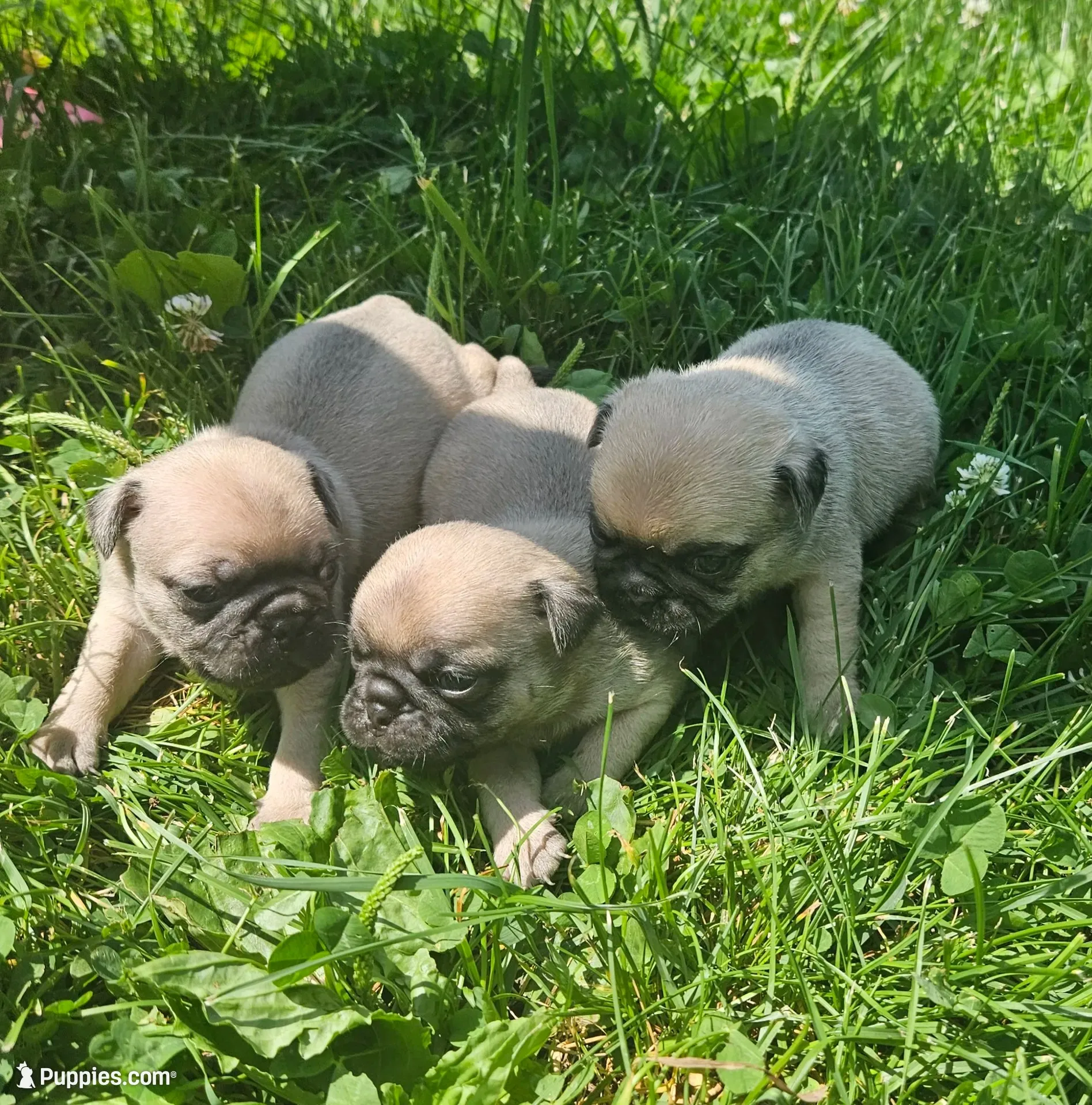 Purple, a female Pug for sale in Groton, NY – 2 of 4