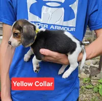 Yellow Collar, a male Beagle for sale in Groton, NY – 2 of 5