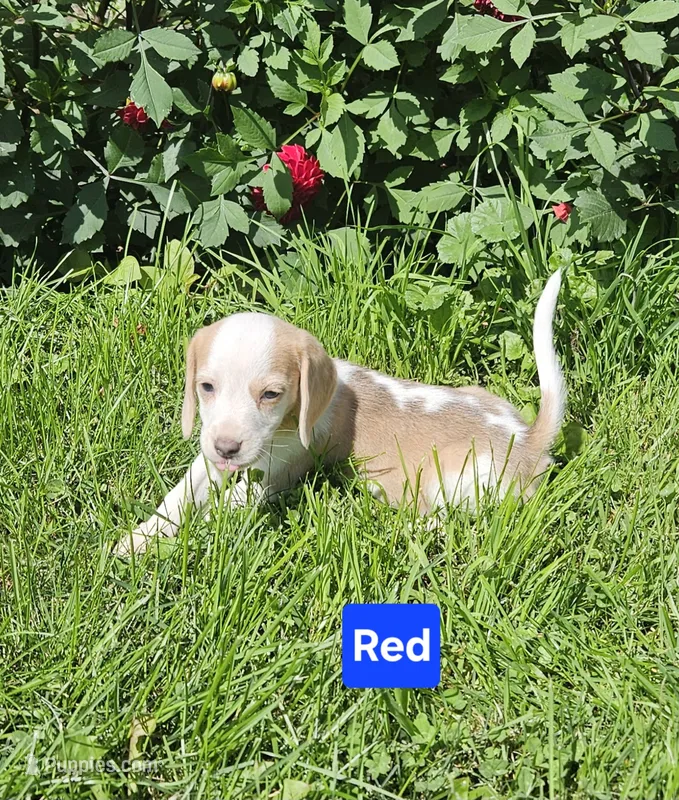 Red – Beagle puppy for sale in Groton, NY