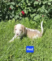 Red, a female Beagle for sale in Groton, NY – 2 of 8