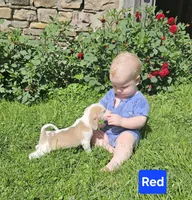 Red, a female Beagle for sale in Groton, NY – 3 of 8