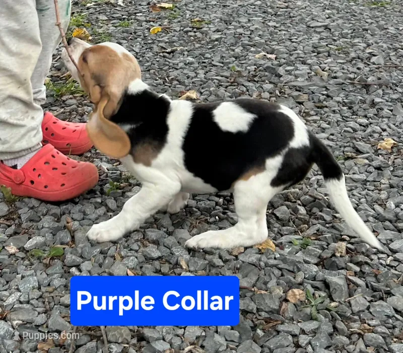 Purple Collar – Beagle puppy for sale in Groton, NY