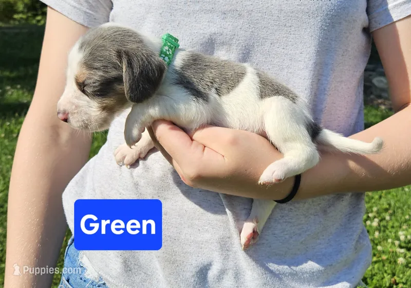Green – Beagle puppy for sale in Groton, NY
