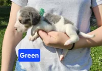 Green, a male Beagle for sale in Groton, NY – 1 of 5