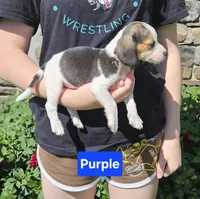Purple, a female Beagle for sale in Groton, NY – 6 of 8