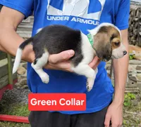 Green Collar, a male Beagle for sale in Groton, NY – 2 of 5