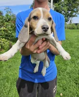 Black Collar, a male Beagle for sale in Groton, NY – 9 of 10