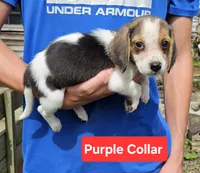Purple Collar, a male Beagle for sale in Groton, NY – 4 of 6