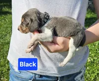 Black, a male Beagle for sale in Groton, NY – 2 of 5
