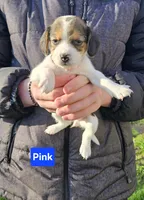 Pink, a female Beagle for sale in Groton, NY – Photo 3 of 5