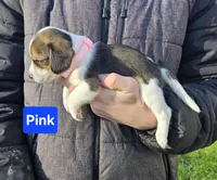 Pink, a female Beagle for sale in Groton, NY – Photo 2 of 5