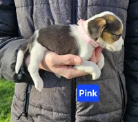 Pink, a female Beagle for sale in Groton, NY – Photo 1 of 5