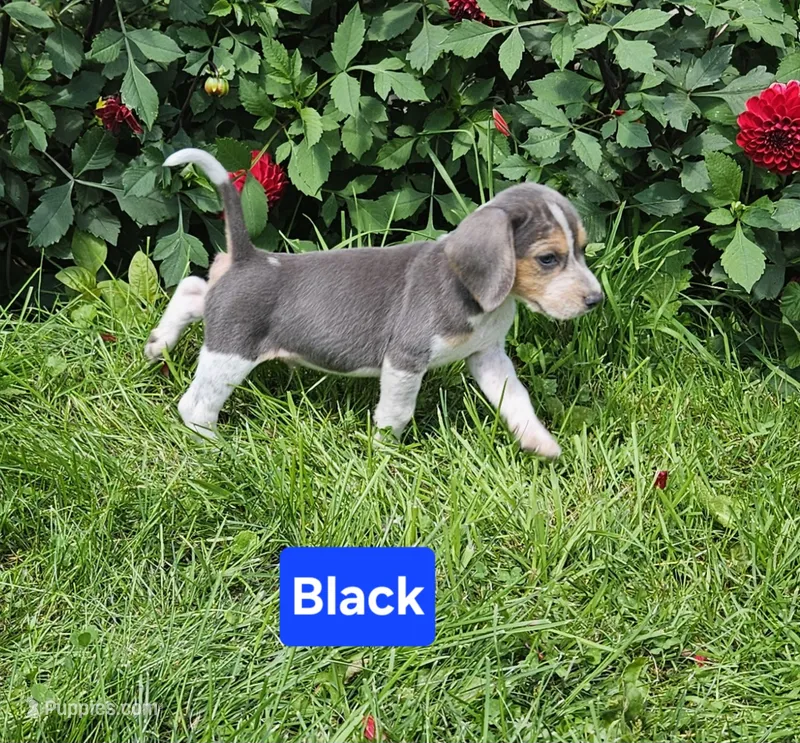 Black – Beagle puppy for sale in Groton, NY