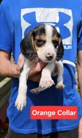 Orange Collar, a male Beagle for sale in Groton, NY – 1 of 5