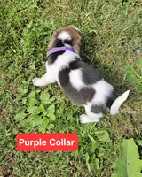 Purple Collar, a male Beagle for sale in Groton, NY – 5 of 6