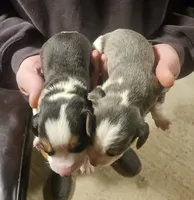 processed/fb64407c-486c-47f1-a1aa-1580ef65dc21/listing/999088d4-c43e-40ad-9dc8-ca4db12b3613/1255d831-c20a-4999-8e5d-fd8671b7d302