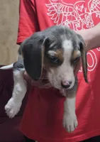 Silver #4, a male Beagle for sale in Groton, NY – Photo 3 of 5