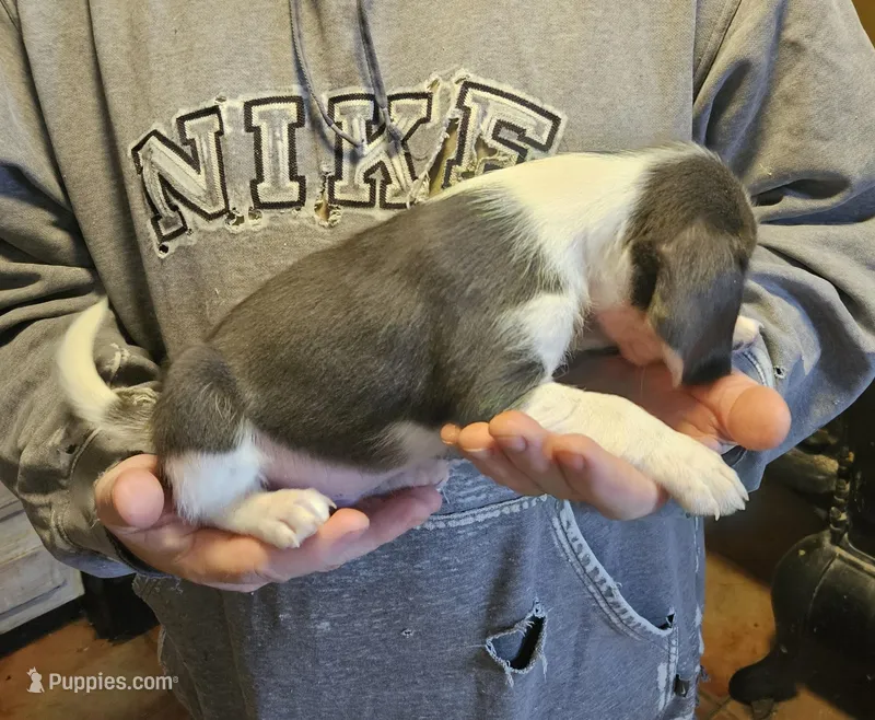 Silver #4 – Beagle puppy for sale in Groton, NY