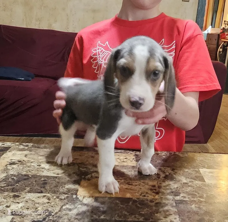 Silver #4 – Beagle puppy for sale in Groton, NY
