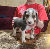 Silver #4, a male Beagle for sale in Groton, NY – Photo 1 of 5