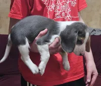 Silver #4, a male Beagle for sale in Groton, NY – Photo 4 of 5