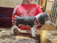 Silver #4, a male Beagle for sale in Groton, NY – Photo 2 of 5