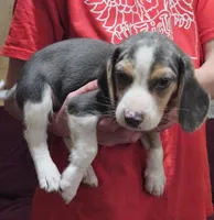 Silver #4, a male Beagle for sale in Groton, NY – Photo 5 of 5
