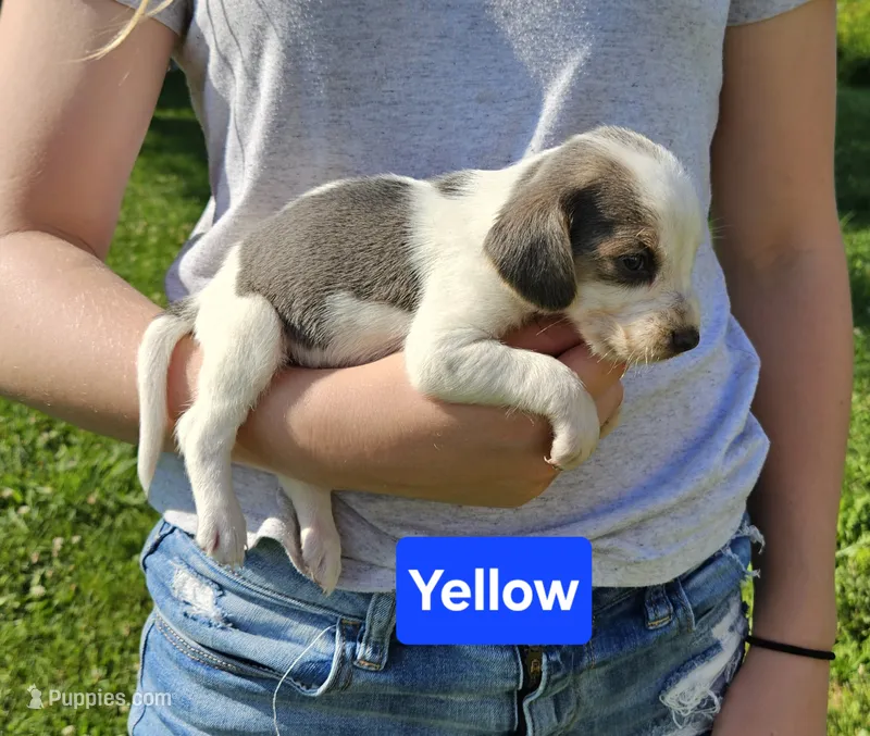 Yellow – Beagle puppy for sale in Groton, NY