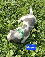 Green, a male Beagle for sale in Groton, NY – 4 of 5