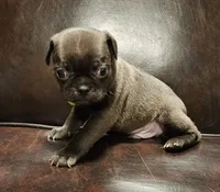 Green, a male Pug for sale in Groton, NY – Photo 2 of 6