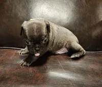 Green, a male Pug for sale in Groton, NY – Photo 1 of 6